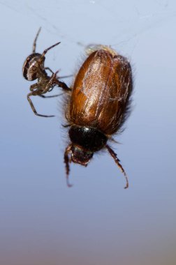 Noble false widow Steatoda nobilis next to its prey, a beetle Pachydema sp. Integral Natural Reserve of Inagua. Gran Canaria. Canary Islands. Spain. clipart