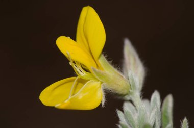 Flower of Lotus spartioides. Integral Natural Reserve of Inagua. Tejeda. Gran Canaria. Canary Islands. Spain. clipart