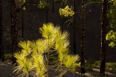 Kanarya Adası çamı kanaryası güneş tarafından aydınlatılır. Integral Inagua Doğal Rezervi. Tejeda. Büyük Kanarya. Kanarya Adaları. İspanya.