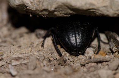 Böcek eklembacaklısı Obesus bir taşın altına yarı gizli bir şekilde çakılır. Integral Inagua Doğal Rezervi. Büyük Kanarya. Kanarya Adaları. İspanya.