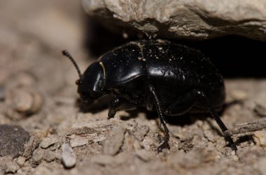 Böcek eklembacaklısı Obesus Crassus. Integral Inagua Doğal Rezervi. Büyük Kanarya. Kanarya Adaları. İspanya.