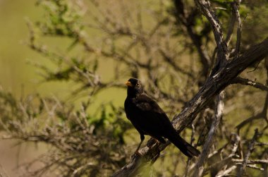 Erkek karatavuk Turdus merula cabrerae. San Mateo 'da. Büyük Kanarya. Kanarya Adaları. İspanya.