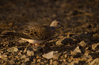 European turtle dove Streptopelia turtur turtur foraging on the ground. Integral Natural Reserve of Inagua. Gran Canaria. Canary Islands. Spain. clipart