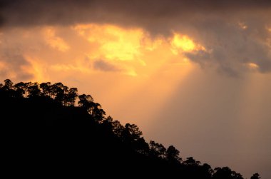 Kanarya Adası Ormanı Pinus kanaryası günbatımında. Integral Inagua Doğal Rezervi. Tejeda. Büyük Kanarya. Kanarya Adaları. İspanya.