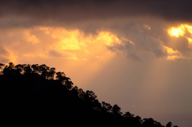 Kanarya Adası Ormanı Pinus kanaryası günbatımında. Integral Inagua Doğal Rezervi. Tejeda. Büyük Kanarya. Kanarya Adaları. İspanya.