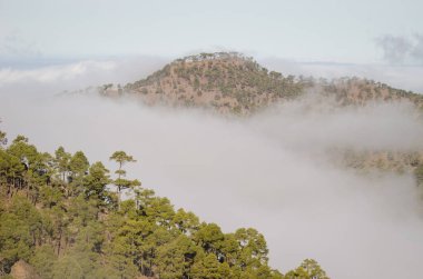 Kanarya adası çamı çamı kanaryası, bulut denizi ve Los Hornos dağı. Inagua 'nın Doğal Rezervi. Büyük Kanarya. Kanarya Adaları. İspanya.
