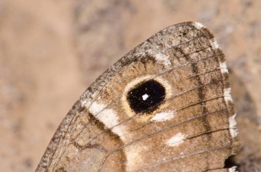 Ölü bulunan Hipparchia tamadabae kelebeğinin kanadının ayrıntıları. Integral Inagua Doğal Rezervi. Büyük Kanarya. Kanarya Adaları. İspanya.