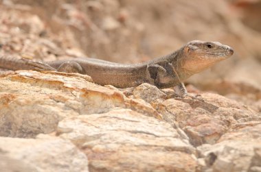 Male Gran Canaria giant lizard Gallotia stehlini. Integral Natural Reserve of Inagua. Tejeda. Gran Canaria. Canary Islands. Spain. clipart