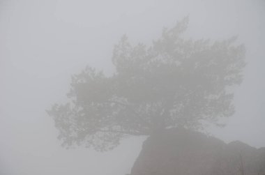 Shrub Juniperus turbinata canariensis in the fog. Integral Natural Reserve of Inagua. Gran Canaria. Canary Islands. Spain. clipart