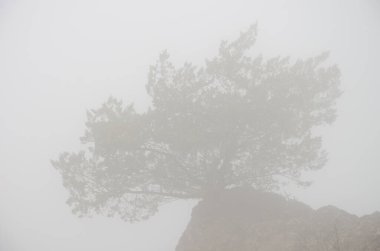 Shrub Juniperus turbinata canariensis in the fog. Integral Natural Reserve of Inagua. Gran Canaria. Canary Islands. Spain. clipart