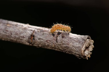 Bir dalda tırtıl. La Lajilla. La Aldea de San Nicolas. Büyük Kanarya. Kanarya Adaları. İspanya.