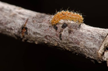 Bir dalda tırtıl. La Lajilla. La Aldea de San Nicolas. Büyük Kanarya. Kanarya Adaları. İspanya.