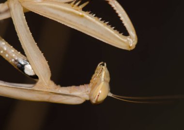 European mantis Mantis religiosa. La Lajilla. La Aldea de San Nicolas. Gran Canaria. Canary Islands. Spain. clipart