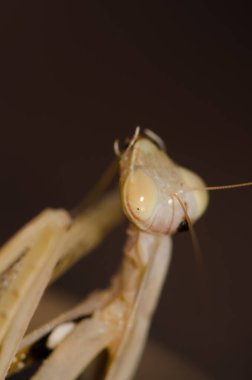 Avrupa Peygamberdevesi dini. Büyük Kanarya. Kanarya Adaları. İspanya.