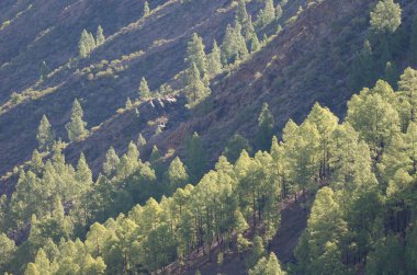 Kanarya Adası Ormanı 'ndaki Pinus kanaryası yamacın yamacında. Nublo Kırsal Parkı. Tejeda. Büyük Kanarya. Kanarya Adaları. İspanya.
