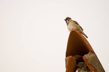 Eurasian tree sparrow Passer montanus shaking its plumage. Puerto de Las Nieves. Agaete. Gran Canaria. Canary Islands. Spain. clipart