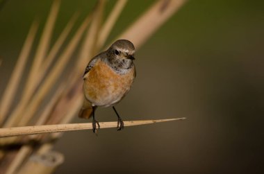 Phoenicurus Phoenicurus Phoenicurus 'un erkek versiyonu. Las Palmas de Gran Kanaryası. Büyük Kanarya. Kanarya Adaları. İspanya.