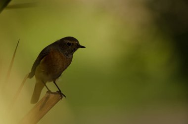 Phoenicurus Phoenicurus Phoenicurus 'un erkek versiyonu. Las Palmas de Gran Kanaryası. Büyük Kanarya. Kanarya Adaları. İspanya.