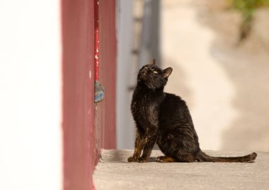 Cat Felis Catus bir mağazanın girişinde bekliyor. Barranquillo Andres. Mogan. Büyük Kanarya. Kanarya Adaları. İspanya.