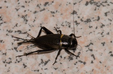 İki benekli çekirge Gryllus bimaculatus. Playa de Arinaga. Aguimes. Büyük Kanarya. Kanarya Adaları. İspanya.