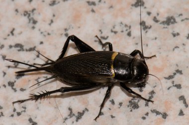 İki benekli çekirge Gryllus bimaculatus. Playa de Arinaga. Aguimes. Büyük Kanarya. Kanarya Adaları. İspanya.