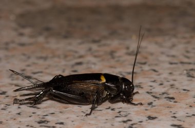 Two-spotted cricket Gryllus bimaculatus. Playa de Arinaga. Aguimes. Gran Canaria. Canary Islands. Spain. clipart