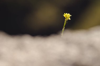 Flowers of shortpod mustard Hirschfeldia incana. Arguineguin ravine. Mogan. Gran Canaria. Canary Islands. Spain. clipart