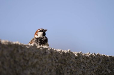 Erkek batı İspanyol serçesi Passer hispaniolensis hispaniolensis. Cercados de Espino. Büyük Kanarya. Kanarya Adaları. İspanya.