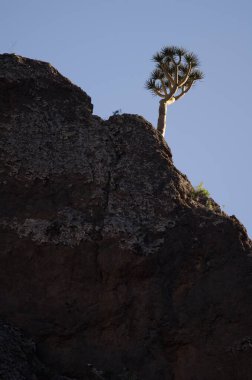 Drago de Gran Canaria Dracaena tamaranae on a cliff. El Sao. Arguineguin ravine. San Bartolome de Tirajana. Gran Canaria. Canary Islands. Spain. clipart