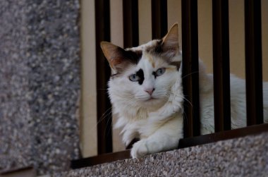 Cat Felis catus resting on a balcony. Playa de Arinaga. Aguimes. Gran Canaria. Canary Islands. Spain. clipart