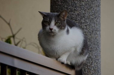 Cat Felis Catus balkonda dinleniyor. Playa de Arinaga. Aguimes. Büyük Kanarya. Kanarya Adaları. İspanya.