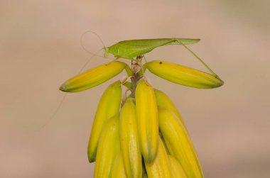 Bush cricket Phaneroptera sparsa on flowers of Aloe vera. Barranquillo Andres. Mogan. Gran Canaria. Canary Islands. Spain. clipart