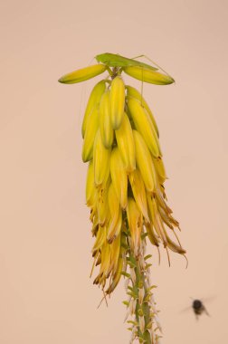 Bush cricket Phaneroptera sparsa on flowers of Aloe vera and western honey bee flying in the lower right corner. Gran Canaria. Canary Islands. Spain. clipart