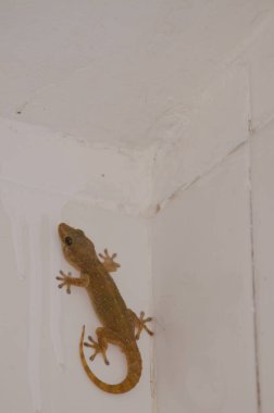 Boettger 'in duvar kertenkelesi Tarentola boettgeri boettgeri. Cruz de Pajonales. Tejeda. Büyük Kanarya. Kanarya Adaları. İspanya.