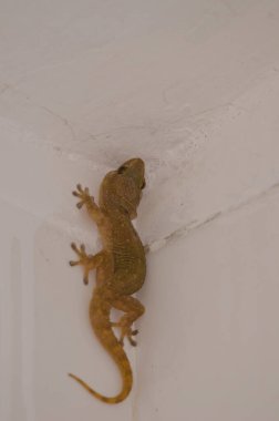 Boettger 'in duvar kertenkelesi Tarentola boettgeri boettgeri. Cruz de Pajonales. Tejeda. Büyük Kanarya. Kanarya Adaları. İspanya.