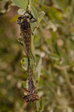 Robber flies Promachus latitarsatus copulating. The Nublo Rural Park. Tejeda. Gran Canaria. Canary Islands. Spain. clipart