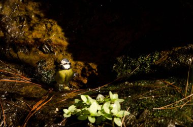 African blue tit Cyanistes teneriffae hedwigii at a water source. Integral Natural Reserve of Inagua. Mogan. Gran Canaria. Canary Islands. Spain. clipart