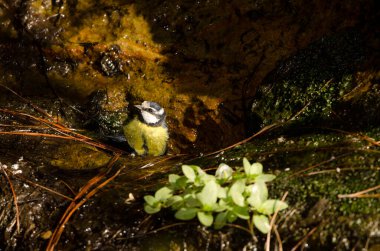 African blue tit Cyanistes teneriffae hedwigii bathing in a spring of water. Integral Natural Reserve of Inagua. Mogan. Gran Canaria. Canary Islands. Spain. clipart