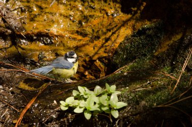 African blue tit Cyanistes teneriffae hedwigii bathing in a spring of water. Integral Natural Reserve of Inagua. Mogan. Gran Canaria. Canary Islands. Spain. clipart