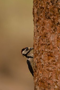 Great spotted woodpecker Dendrocopos major thanneri. Juvenile hidden behind a pine tree. Reserve of Inagua. Gran Canaria. Canary Islands. Spain. clipart