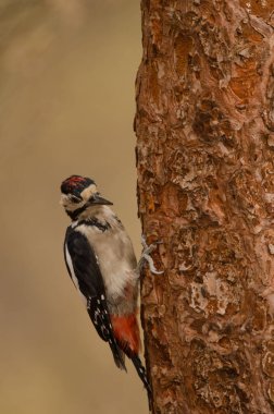 Juvenile great spotted woodpecker Dendrocopos major thanneri. Integral Natural Reserve of Inagua. Gran Canaria. Canary Islands. Spain. clipart