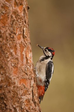 Büyük benekli ağaçkakan Dendrocopos Major Thanneri. Gagasında talaş izleri olan bir çocuk. İnagua. Büyük Kanarya. Kanarya Adaları. İspanya.