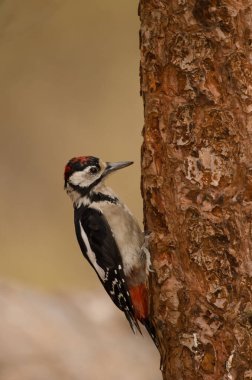 Benekli çocuksu ağaçkakan Dendrocopos Major Thanneri. Integral Inagua Doğal Rezervi. Büyük Kanarya. Kanarya Adaları. İspanya.