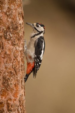 Benekli çocuksu ağaçkakan Dendrocopos Major Thanneri. Integral Inagua Doğal Rezervi. Büyük Kanarya. Kanarya Adaları. İspanya.
