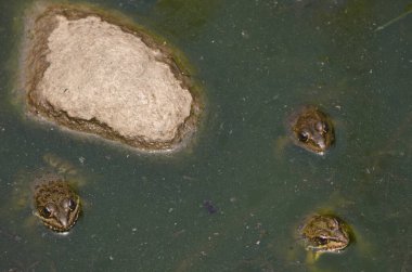 Perez's frogs Pelophylax perezi. Integral Natural Reserve of Inagua. Tejeda. Gran Canaria. Canary Islands. Spain. clipart