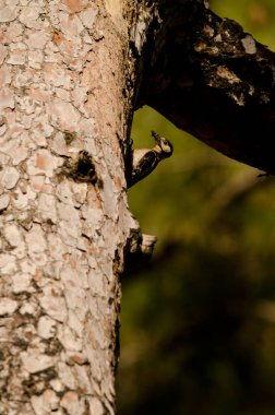 Büyük benekli ağaçkakan Dendrocopos Major Thanneri. Yavrularına yiyecek taşıyan dişi. Inagua rezervi. Büyük Kanarya. Kanarya Adaları. İspanya.