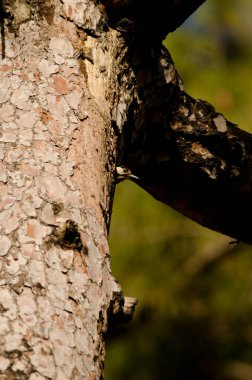 Great spotted woodpecker Dendrocopos major thanneri. Female poking its head out of its nest hole. Inagua. Gran Canaria. Canary Islands. Spain. clipart