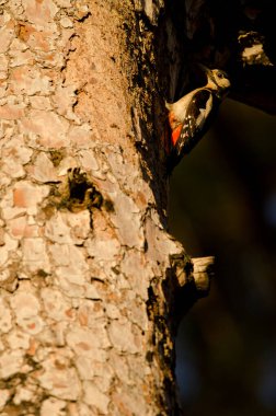 Female great spotted woodpecker Dendrocopos major thanneri. Integral Natural Reserve of Inagua. Gran Canaria. Canary Islands. Spain. clipart