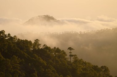 Kanarya Adası ormanlarıyla kaplı dağlar Pinus kanaryası ve gün batımında bulutlar. Inagua 'nın Doğal Rezervi. Büyük Kanarya. Kanarya Adaları. İspanya.