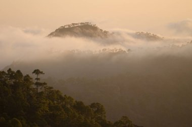 Kanarya Adası ormanlarıyla kaplı dağlar Pinus kanaryası ve gün batımında bulutlar. Inagua 'nın Doğal Rezervi. Büyük Kanarya. Kanarya Adaları. İspanya.